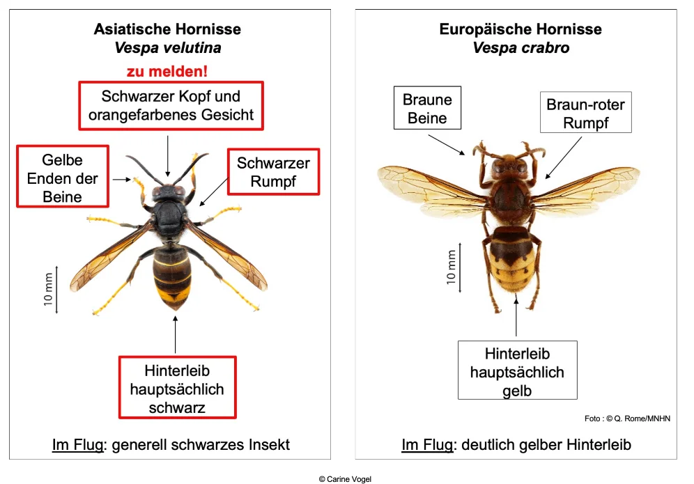 Asiatische Hornisse